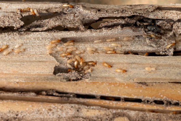 Best Residential Pest Control  in Crosby, ND