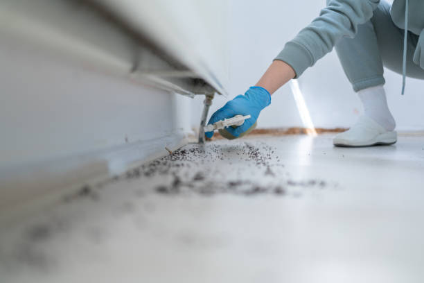 Flea Control Services in Crosby, ND